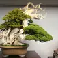 Bonsai berusia 800 tahun. (Via: boredpanda.com)