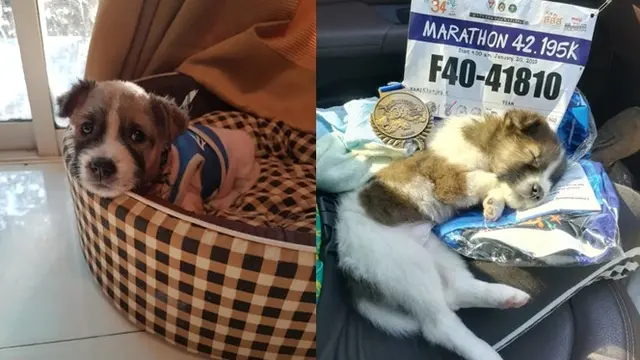 Gadis Ini Selamatkan Anjing Saat Lari Marathon