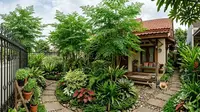 7 Inspirasi Kebun Kelor Mini di Halaman Rumah Lahan Terbatas, Produktif dan Estetik