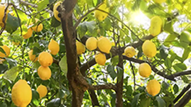 Cara Menanam Lemon di Pekarangan Rumah