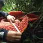 Pihak BKSDA Sumbar mengukur diameter bunga Raflesia Arnoldii yang tumbuh di Kabupaten Agam, Sumatera Barat. (Liputan6.com/ Dok BKSDA Sumbar)