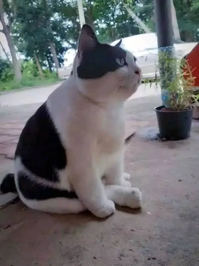 10 Potret Lucu Pose Kucing saat Duduk Ini Bikin Gemas