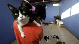 Seekor kucing saat digendong inga di rumahnya, Lima, Peru (4/8/2015). Inga dan teman-temannya selalu memeriksakan kucing-kucing mereka ke dokter hewan. (Reuters/Mariana Bazo)