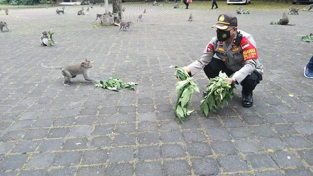 Monyet di Wisata Sangeh