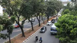 Pohon-pohon berdiri di Jalan Sudirman, Jakarta, Selasa (19/9). Terkait pembangunan trotoar, Sekda DKI Saefullah mengatakan ribuan pohon akan dipindahkan ke lokasi yang merupakan aset Pemprov DKI, seperti Taman BMW. (Liputan6.com/Immanuel Antonius)