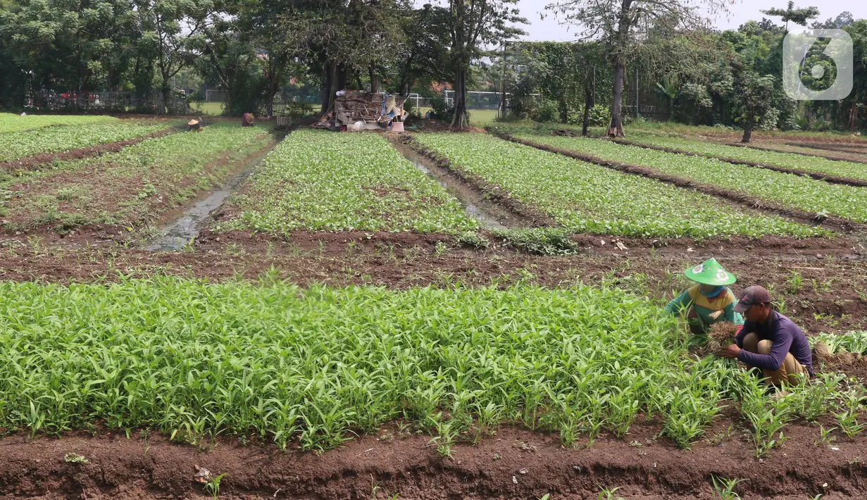 Petani tengah memanen kangkung di kawasan Tangerang, Banten, Jumat (24/7/2020). Kakung tersebut nantinya akan di jual ke pasar di sekitar wilayah tersebut dengan harga 3000 per ikat. (Liputan6.com/Angga Yuniar)