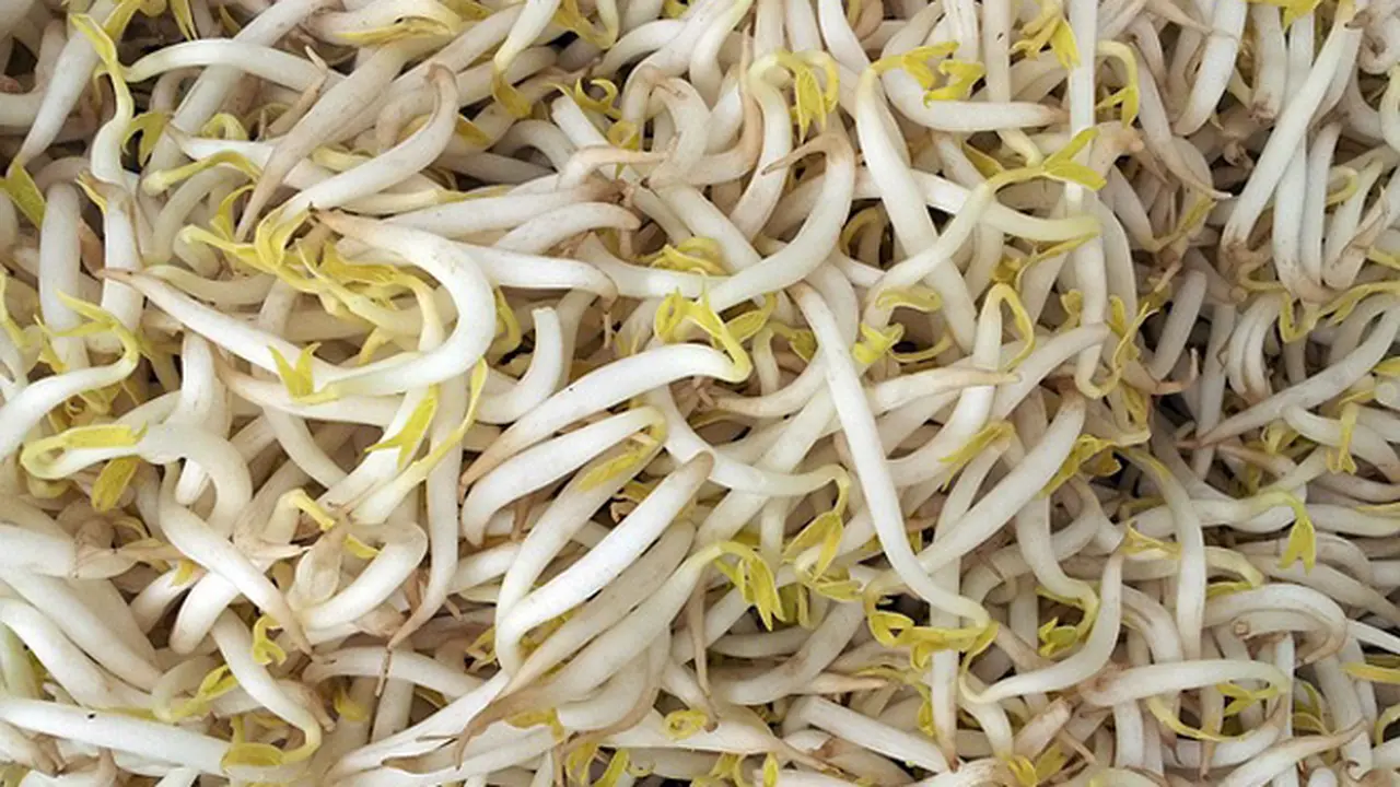 6 Manfaat Ketika Mengkonsumsi Kecambah