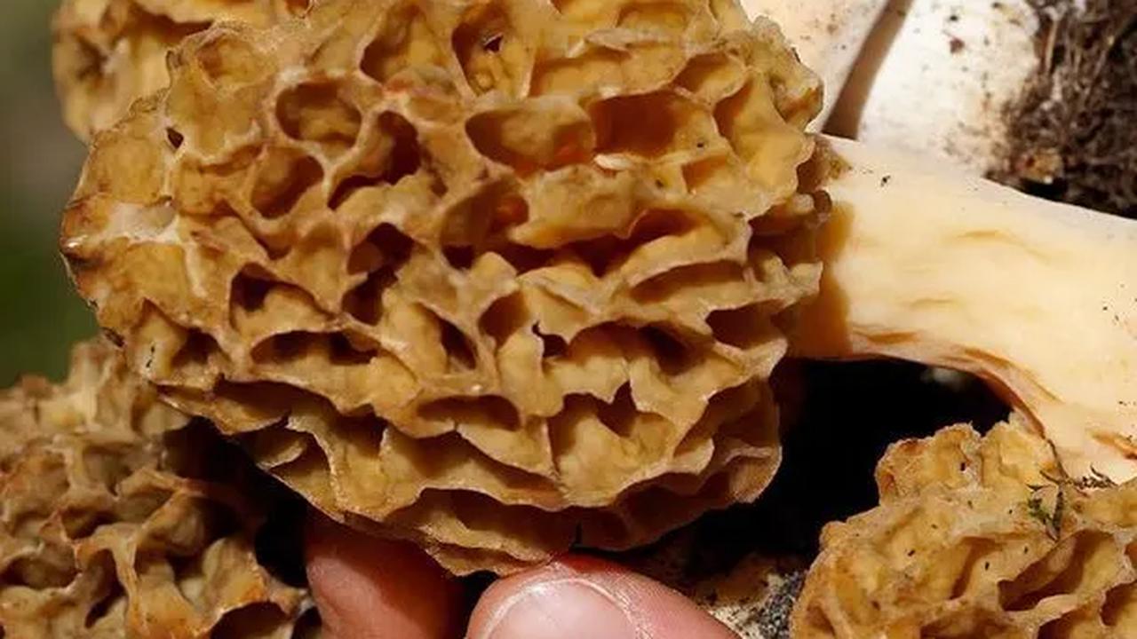 Gyromitra Esculenta