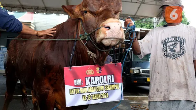 Sapi Kapolri Haul Abah Guru Sekumpul Kalsel Liputan6.com