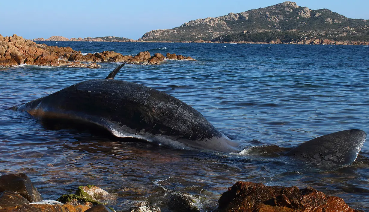 Foto pada 28 Maret 2019, seekor paus ditemukan mati terdampar di Pulau Sardinia, Italia. Hewan malang dengan panjang delapan meter itu pertama kali ditemukan oleh lembaga lingkungan kelautan (SeaMe) di pantai yang merupakan hotspot wisata Sardinia Porto Cervo. (SEAME Sardinia Onlus via AP)