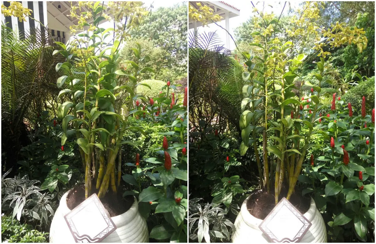Anggrek hibrida Dendrobium Tien Soeharto di Kebun Raya Singapura (Liputan6/Elin Yunita Kristanti)