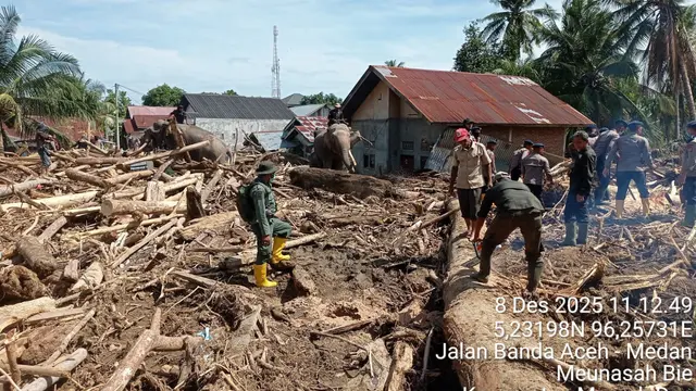 4 Gajah Terlatih PLG Saree Dikerahkan dalam Penyelamatan Korban Banjir Bandang Aceh, Bagaimana Jaminan Kesejahteraannya?