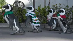 Penguin Afrika melakukan parade untuk menyambut Natal di taman rekreasi Hakkeijima Sea Paradise, Tokyo, 5 Desember 2017. Ada beberapa penguin yang menggunakan baju santa, ada pula yang menggunakan kostum layaknya pohon Natal. (Toru YAMANAKA/AFP)