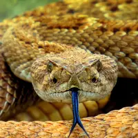 ilustrasi ular/Meg Jerrard/unsplash