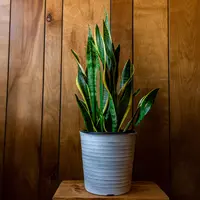 Lidah&nbsp; mertua./Copyright&nbsp;freepik.com/author/wirestock