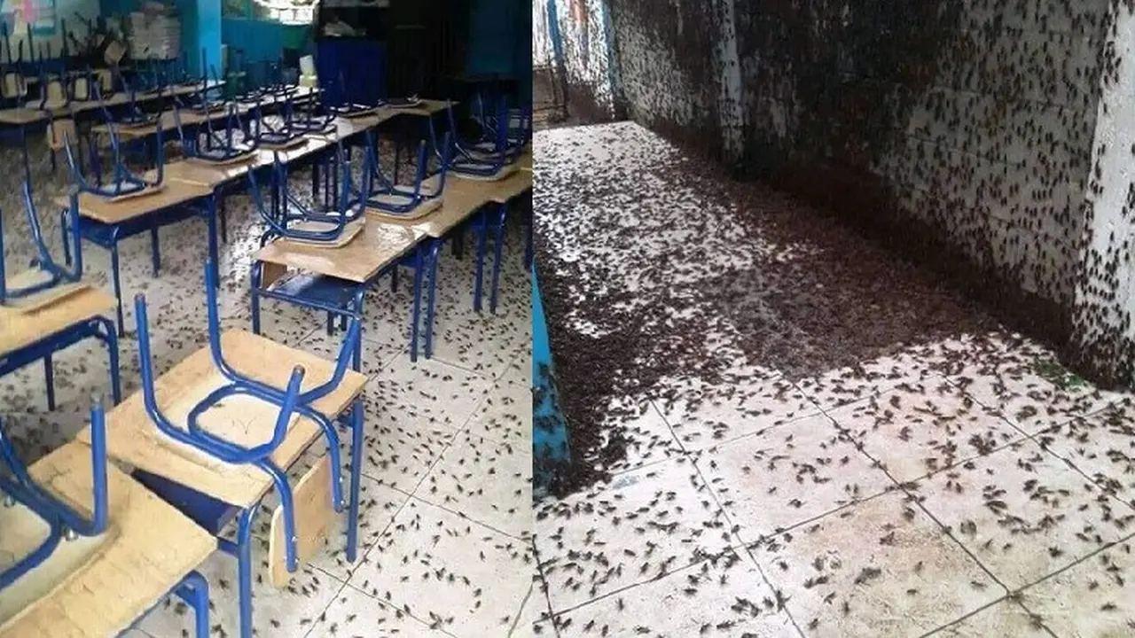 sekolah penuh dengan jangkrik