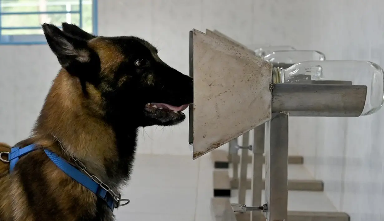 Seekor anjing mengendus sampel dari pasien virus corona COVID-19 saat sesi pelatihan di Pusat Aksi Ranjau Kamboja, Provinsi Kampong Chhnang, Kamboja, 27 September 2021. Otoritas antiranjau darat Kamboja melatih anjing untuk mendeteksi COVID-19. (TANG CHHIN SOTHY/AFP)
