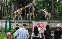 Buka Malam Hari Mulai Sabtu 11 Oktober 2025, Segini Harga Tiket Masuk Taman Margasatwa Ragunan