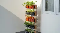 6 Ide Kebun Buah Mini Gantung Cocok untuk Rumah Subsidi, Hemat Lahan dan Tetap Produktif