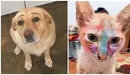 Potret hewan saat didandani (Sumber: Boredpanda/TikTok/@ind_ri0)