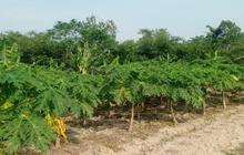 Petani Pepaya California Lebak Panen Cuan, Penuhi Kebutuhan Program Makan Bergizi Gratis