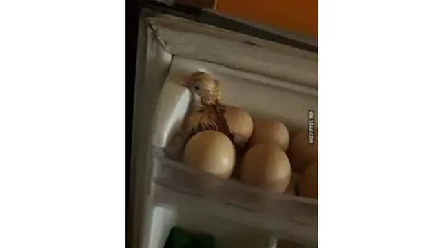 6 Momen Apes saat Mau Makan Telur Ini Bikin Elus Dada