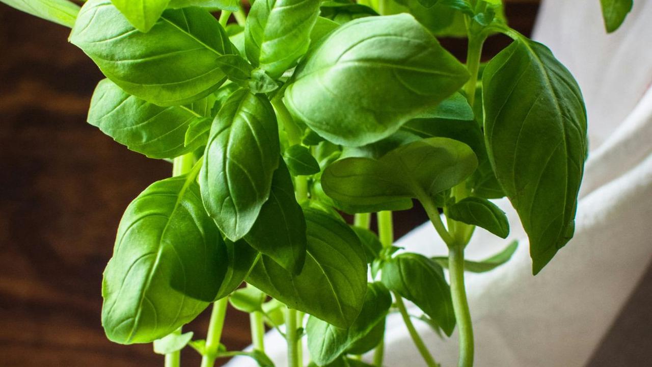 3. Rebusan Daun Kemangi<br>