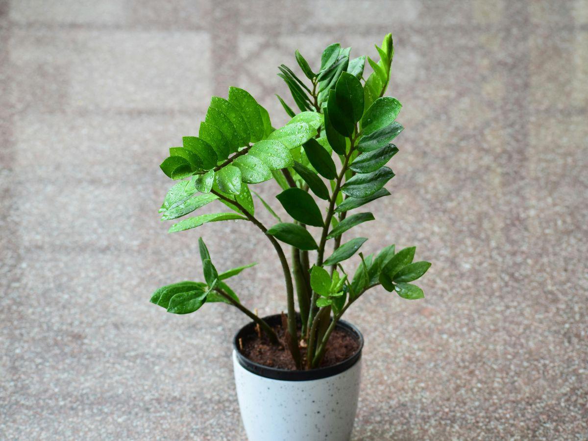 Manfaat Pohon Dolar