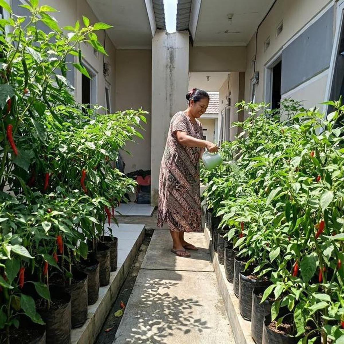 6 Tanaman Sayur yang Cocok untuk Lahan Kecil Perkotaan dan Minim Sinar Matahari