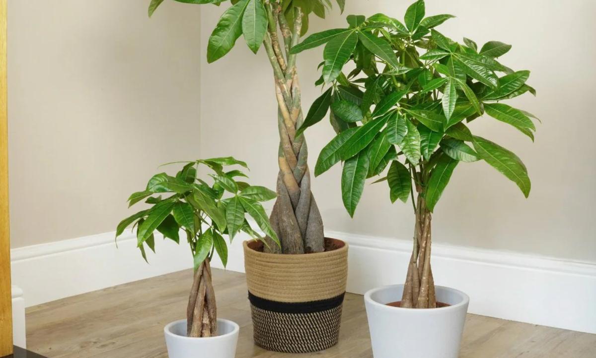 Pohon Uang (Pachira Aquatica)