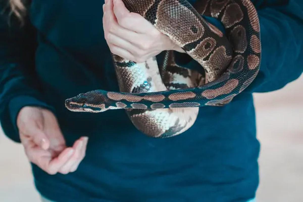 7 Jenis Ular yang Suka ke Rumah Tanpa Disadari dan Cara Mengusirnya