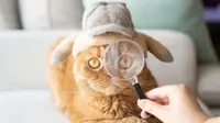 Kucing yang kenakan topi berbulu (Sumber: Instagram/rojima)