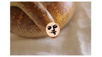 The Arabian Sand Boa adalah jenis ular yang punya bentuk mata aneh. (Sumber: Boredpanda)