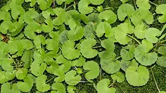 Daun Pegagan dan Kencur Hitam Berpotensi Jadi Obat Radang Saraf Mata