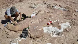 Berdasarkan temuan tulang paha yang besar itu, mereka meyakini dinosaurus itu memiliki panjang 40 meter dan tinggi 20 meter. Dengan berat 77 ton atau setara berat 14 gajah Afrika, Sabtu (17/5/2014) (AFP PHOTO / Museo Egidio Feruglio).