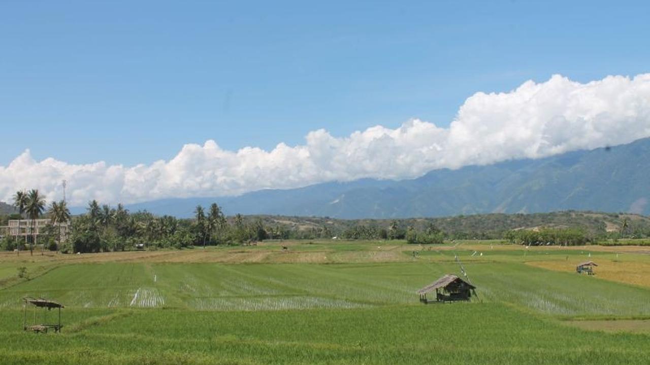 Pemkab Sigi Pastikan Tambah Luasan Cetak Sawah Baru Sigi di 2026, Ini Targetnya!