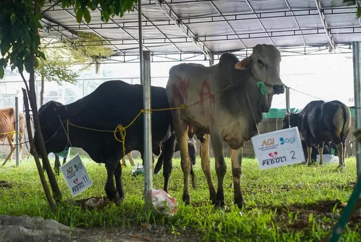 Hukum Melaksanakan Akikah dan Kurban Adalah Sunnah Muakadah, Mana yang Didahulukan?
