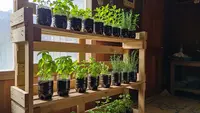 7 Ide Kebun Herbal Dapur Pakai Botol Minyak Goreng Bekas, Tips Hijaukan Dapur & Hemat Lahan