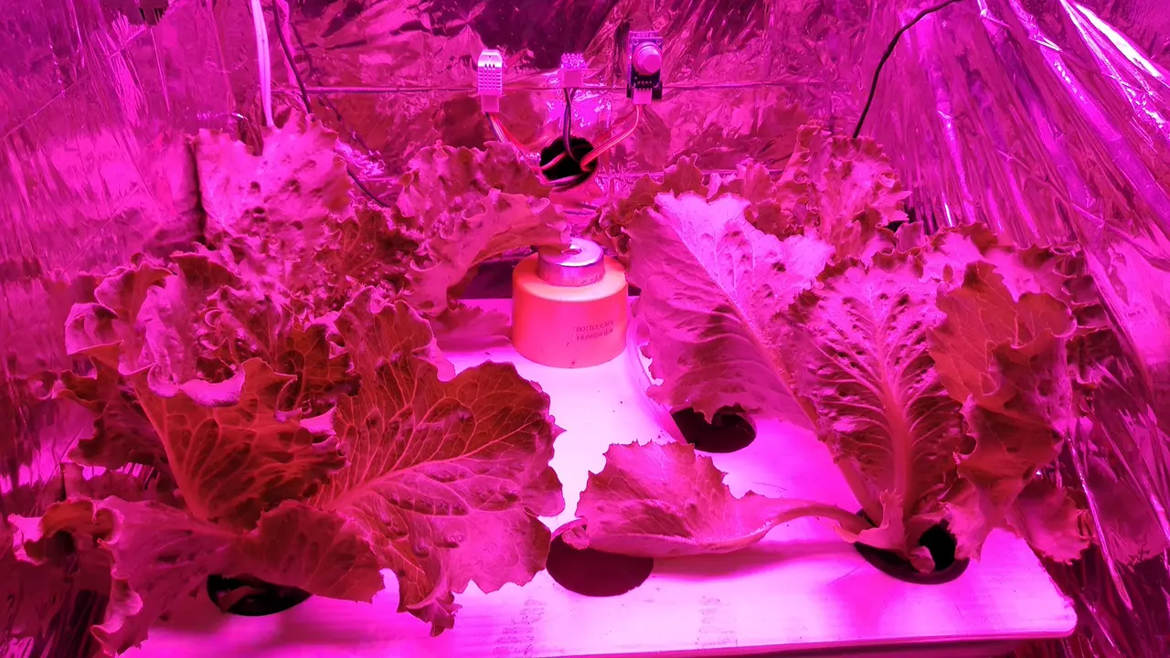 Autogrow ITB