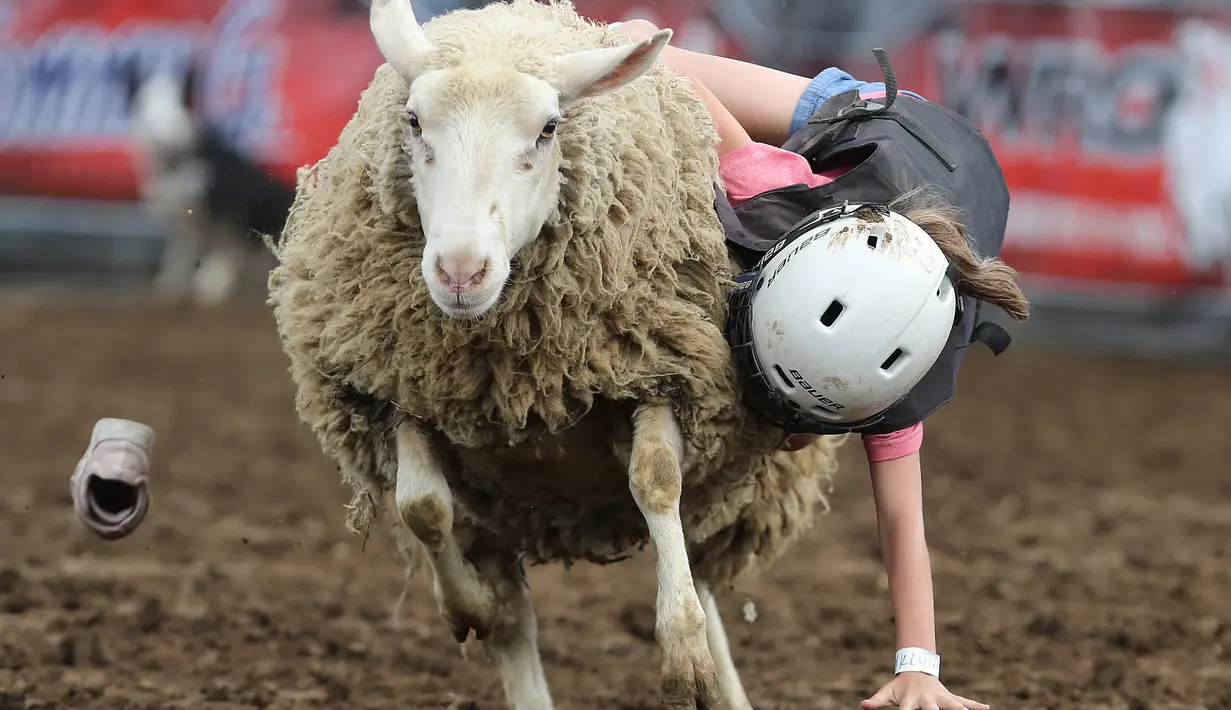 Seorang anak perempuan berpegangan saat domba berlari kencang selama mengikuti kompetisi Wool Riders Only Mutton Bustin 'di Iowa State Fair di Des Moines, Iowa, AS (12/9/2019). (Chip Somodevilla/Getty Images/AFP)
