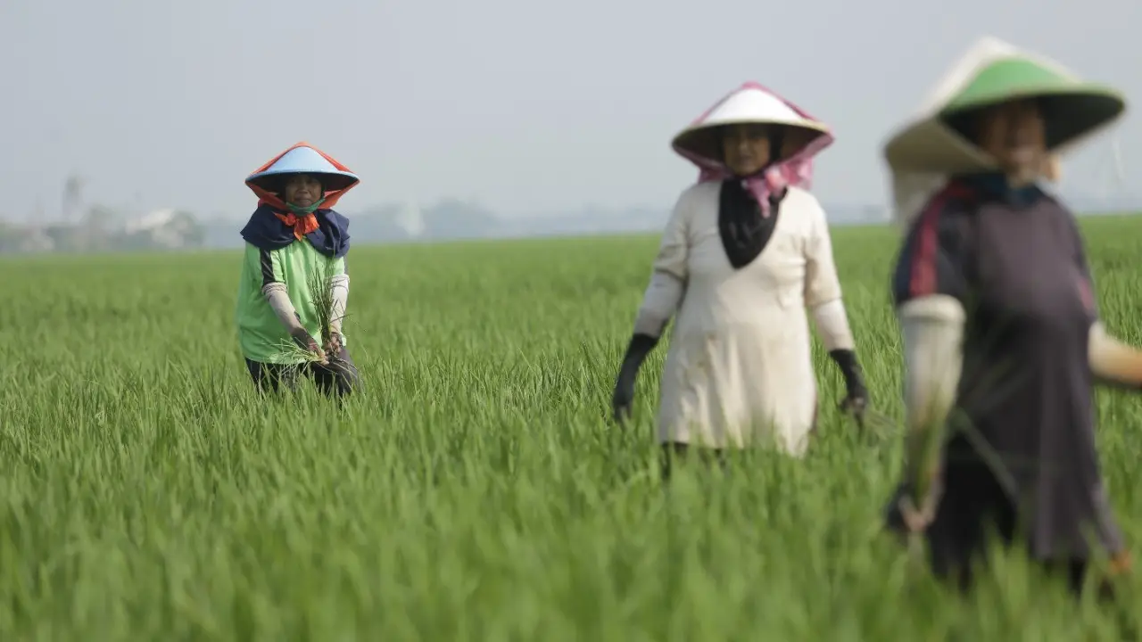 Petani