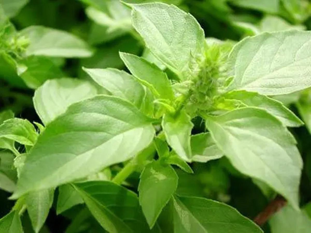 Resep dan Khasiat Serai dan Kemangi, Minuman Herbal Penurun Kolesterol