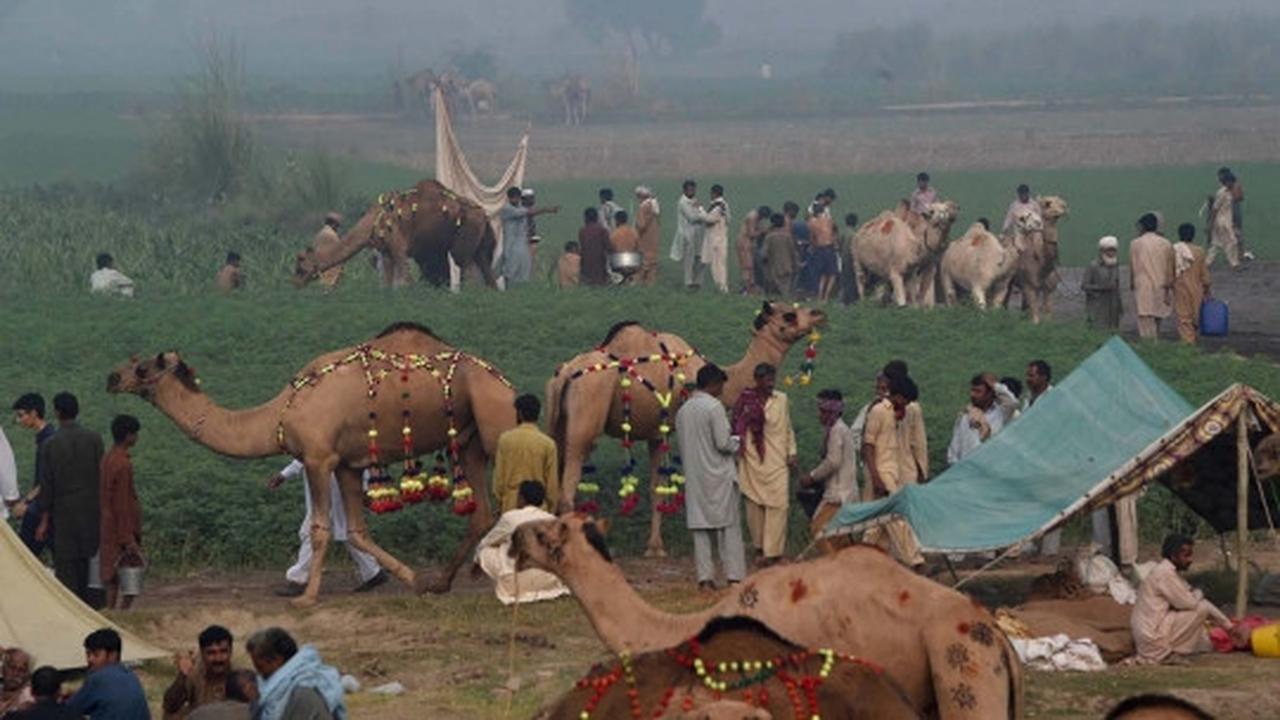 Menengok kesibukan pasar unta di Pakistan jelang Idul Adha