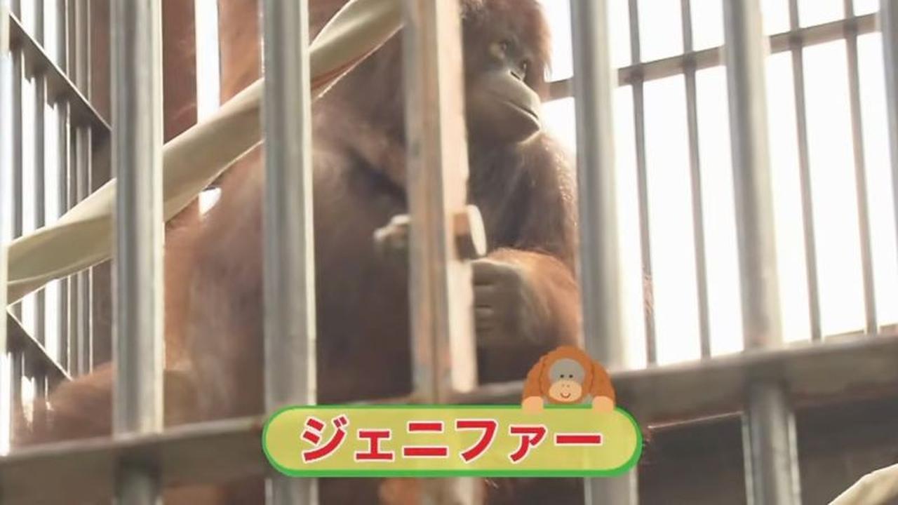 Orangutan Jennifer dan Hayato: Simbol Persahabatan Indonesia-Jepang dalam Konservasi Satwa