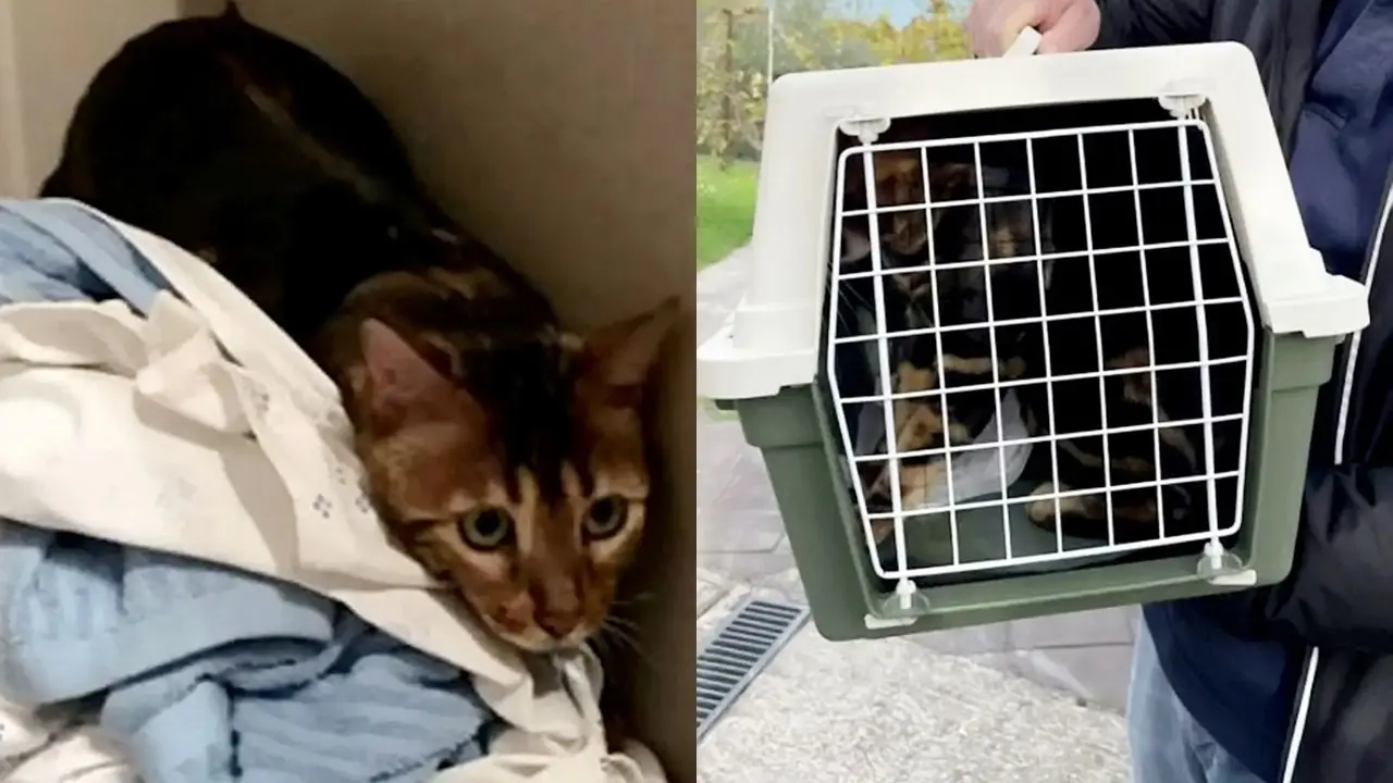 Kucing Diburu Polisi