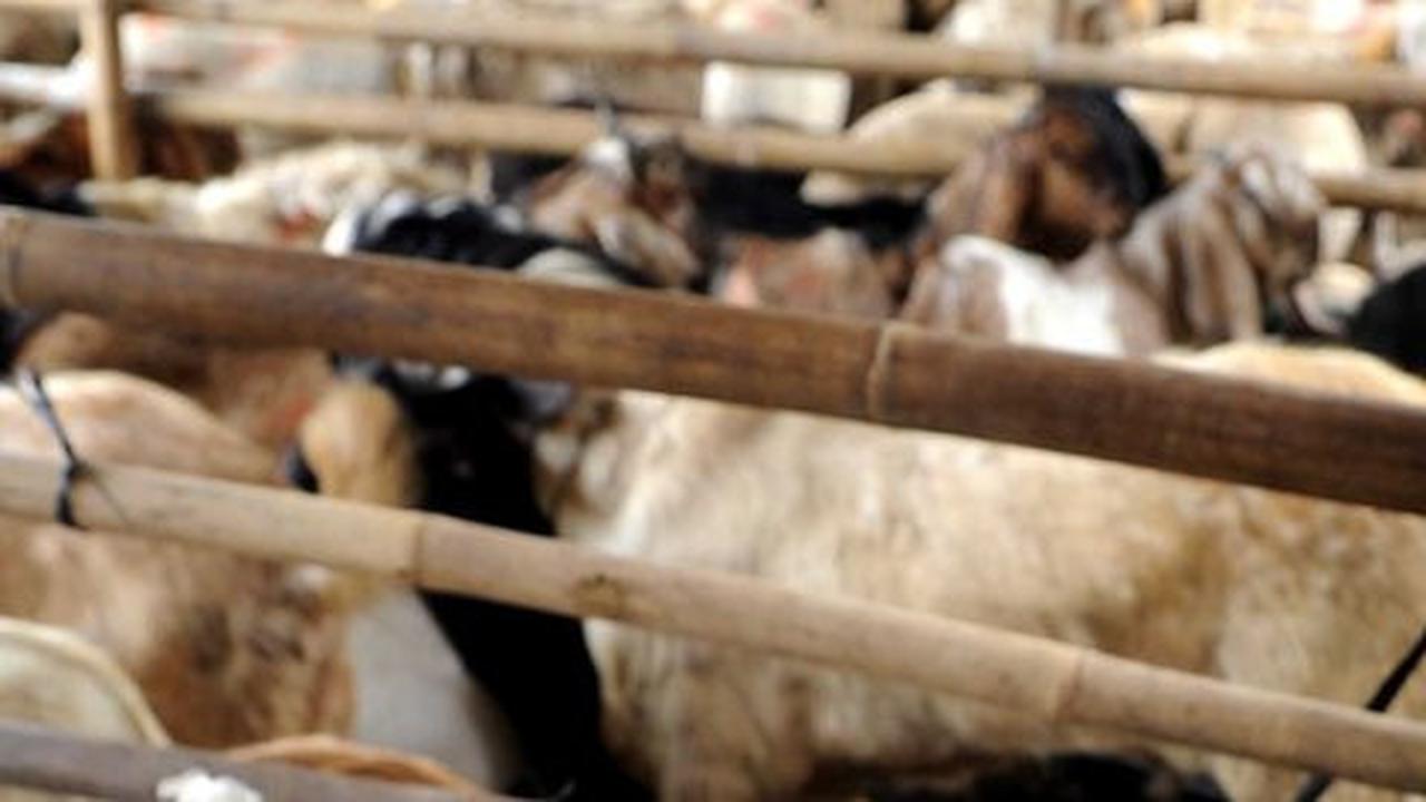 Tanah Abang masih banyak pedagang kambing, bau kotoran menyengat