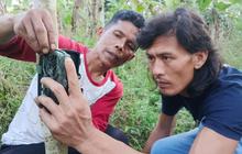 Harimau Sumatera Agam: BKSDA Pasang Kamera Jebak Usai Penampakan Viral