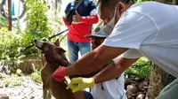 Proses Vaksinasi hewan peliharaan di Kabupaten Bone Bolango (Bonebol) (Arfandi Ibrahim/Liputan6.com)