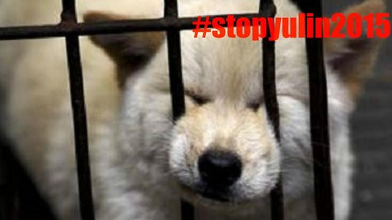 #StopYulin2015, bentuk protes netizen atas festival makan anjing