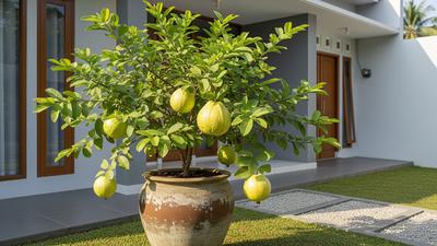 Cara Merawat Pohon Buah di Pot agar Cepat Berbuah, Tak Cukup Rajin Disiram